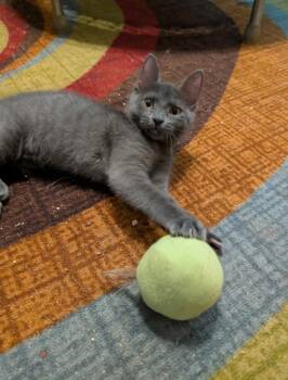 Dash 3906 -  Domestic Short Hair Cat for Adoption in Dallas, Texas - Dash 3906 | PetCurious