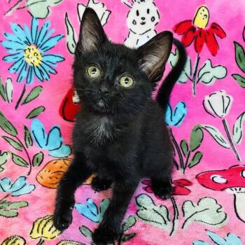 Daisy Mae -  Domestic Short Hair Cat Available for Adoption in Mt. Juliet, Tennessee - Daisy Mae | PetCurious