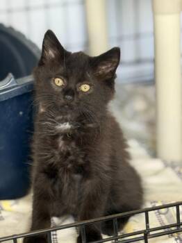 Huey -  Domestic Medium Hair Cat for Adoption in Hartford City, Indiana - Huey | PetCurious