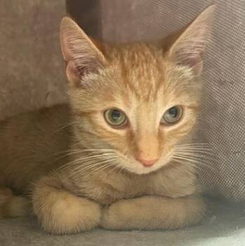 Jethro -  Domestic Short Hair Cat for Adoption in Beaufort, South Carolina - Jethro | PetCurious