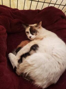 Rosie cotton -  Domestic Short Hair Cat for Adoption in Thousand Oaks, California - Rosie Cotton | PetCurious