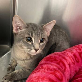 Phillip -  Domestic Short Hair Cat for Adoption in Scituate, Massachusetts - Phillip | PetCurious