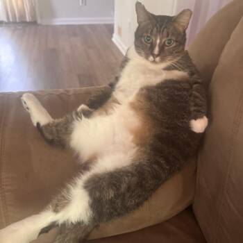 Smokey -  Domestic Short Hair Cat for Adoption in Durham, North Carolina - Smokey | PetCurious