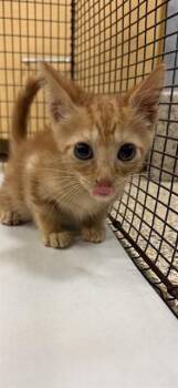 TIPPY -  Domestic Short Hair Cat for Adoption in Doral, Florida - TIPPY | PetCurious