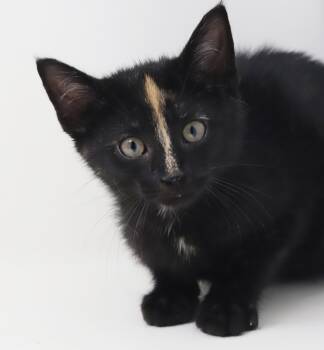 Kayla is so darn Kute - tiny angel with COOLEST nose stripe -  Tortoiseshell and Tabby Cat for Adoption in Bedford Hills, New York - Kayla Is So Darn Kute - Tiny Angel With COOLEST Nose Stripe | PetCurious