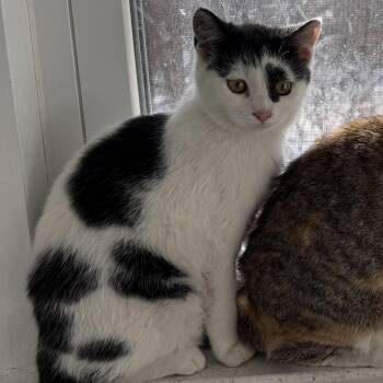 Domestic Short Hair Cats Available for Adoption - Panda | PetCurious