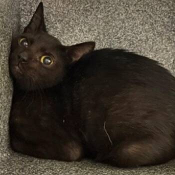 Domestic Short Hair Cats Available for Adoption in Austin, Texas - Onyx | PetCurious