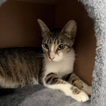 Monaco -  Domestic Short Hair Cat Available for Adoption in Harlingen, Texas - Monaco | PetCurious