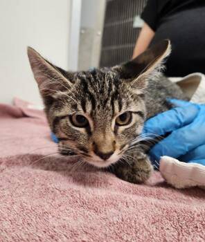 Brooks -  Domestic Short Hair Cat for Adoption in Santa Rosa, California - Brooks | PetCurious
