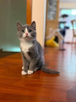 Obsidian -  Domestic Short Hair Cat for Adoption in Cleveland, Ohio - Obsidian | PetCurious