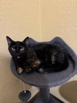 Dawn -  Domestic Short Hair Cat for Adoption in Arlington, Texas - Dawn | PetCurious