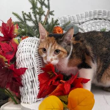 San Marina  56452 -  Domestic Short Hair Cat for Adoption in Eaton Rapids, Michigan - San Marina  56452 | PetCurious