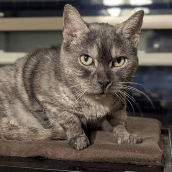 Domestic Short Hair Cats Available for Adoption - Ellie | PetCurious