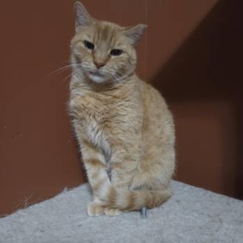 Rescue Tabby Cats for Adoption in Orlando, Florida - Ralph | PetCurious