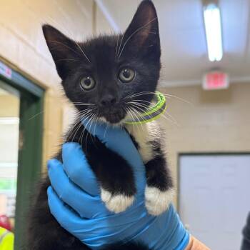 Sierra (lime green collar) -  Domestic Short Hair Cat Available for Adoption in Lucedale, Mississippi - Sierra (lime Green Collar) | PetCurious