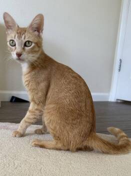 Isabelle -  Tabby Cat for Adoption in Plano, Texas - Isabelle | PetCurious