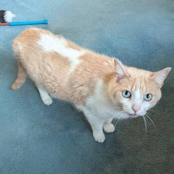 Rescue Domestic Short Hair Cats for Adoption - Neo | PetCurious