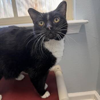 Domestic Short Hair Cats Available for Adoption in Folsom, Louisiana - Mr. Myagi | PetCurious