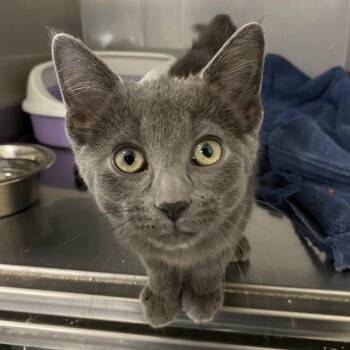 Rescue Domestic Short Hair Cats for Adoption in Melfort, Saskatchewan - Chester | PetCurious