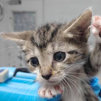 Jack -  Domestic Short Hair Cat for Adoption in Summerville, South Carolina - Jack | PetCurious