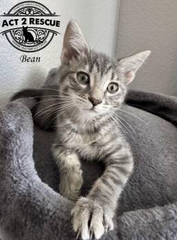 Domestic Short Hair Cats Available for Adoption - Bean | PetCurious