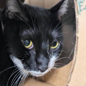 Suki -  Domestic Short Hair Cat for Adoption in Leander, Texas - Suki | PetCurious