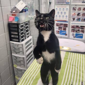 Rescue Domestic Short Hair Cats for Adoption in West Olive, Michigan - Mittens (Petco) | PetCurious