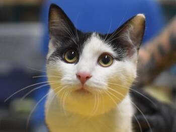 Blake -  Domestic Short Hair Cat for Adoption in Portland, Oregon - Blake | PetCurious