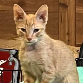 Twizzler -  Domestic Short Hair Cat for Adoption in Grand Island, Nebraska - Twizzler | PetCurious