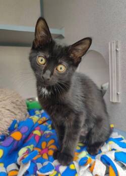 Cicada -  Domestic Short Hair Cat Available for Adoption in Montgomery, New Jersey - Cicada | PetCurious