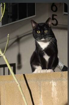 Domestic Short Hair Cats Available for Adoption - Frankie | PetCurious