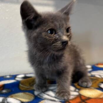 IVHS-Stray-138798 -  Domestic Short Hair Cat for Adoption in San Gabriel, California - IVHS-Stray-138798 | PetCurious