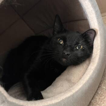 Lana -  Domestic Short Hair Cat for Adoption in Salisbury, Massachusetts - Lana | PetCurious