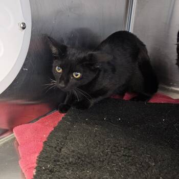 Rescue Domestic Short Hair Cats for Adoption in Madisonville, Tennessee - Starlight | PetCurious