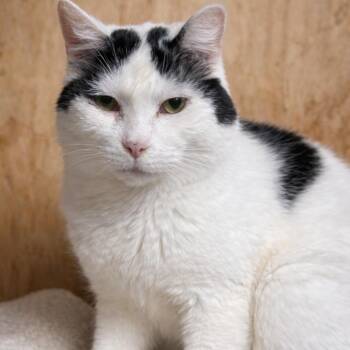 Domestic Medium Hair Cats Available for Adoption in Lancaster, Ohio - Baby | PetCurious