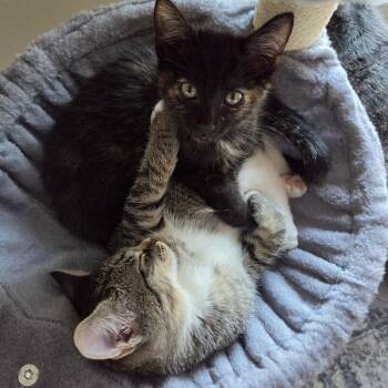 Sherry -  Domestic Short Hair Cat for Adoption in Evanston, Illinois - Sherry | PetCurious