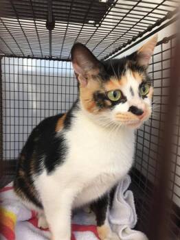 MARISOL -  Domestic Short Hair Cat for Adoption in Tustin, California - MARISOL | PetCurious