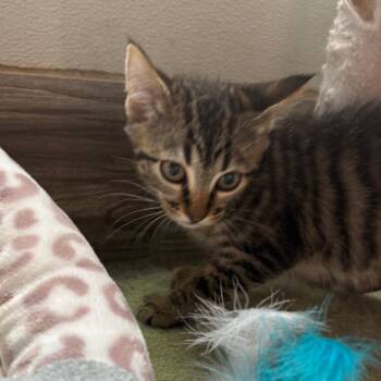 Scary Spice -  Domestic Short Hair Cat for Adoption in West Des Moines, Iowa - Scary Spice | PetCurious
