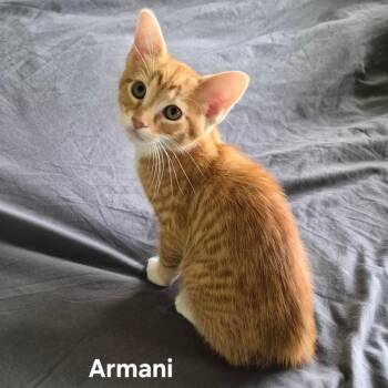Armani -  Domestic Short Hair Cat for Adoption in Matteson, Illinois - Armani | PetCurious