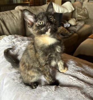 Bailey -  Tabby Cat for Adoption in San Antonio, Texas - Bailey | PetCurious