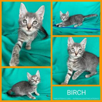 Domestic Short Hair Cats Available for Adoption in Corpus Christi, Texas - Birch | PetCurious