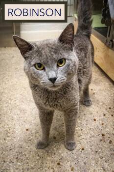 Robinson (FCID# 05/26/2026 - 34 Trainer) -  Domestic Short Hair Cat for Adoption in Greenville, Delaware - Robinson (FCID# 05/26/2026 - 34 Trainer) | PetCurious