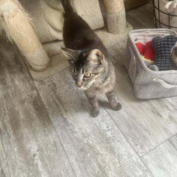 Domestic Short Hair Cats Available for Adoption in Boston, Massachusetts - Isabella | PetCurious