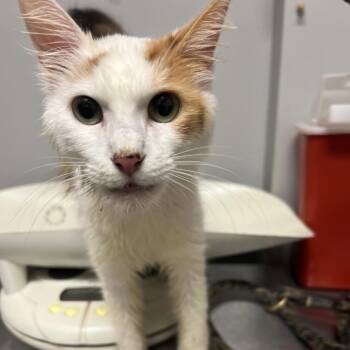 Panini -  Domestic Short Hair Cat for Adoption in Chattanooga, Tennessee - Panini | PetCurious