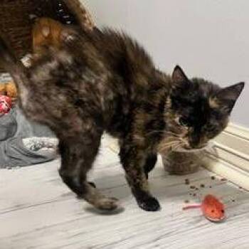 Domestic Short Hair Cats Available for Adoption in Austin, Texas - Millie | PetCurious