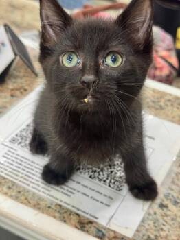 Otter -  Domestic Short Hair Cat for Adoption in Danielsville, Georgia - Otter | PetCurious
