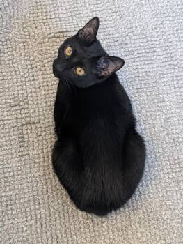 American Shorthair Cats Available for Adoption in New York, New York - Moose | PetCurious
