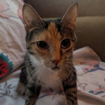 Carly -  Domestic Short Hair Cat for Adoption in Carmel, Indiana - Carly | PetCurious