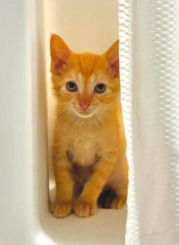 Lord Asriel -  Domestic Short Hair and Tabby Cat for Adoption in Emerald Isle, North Carolina - Lord Asriel | PetCurious