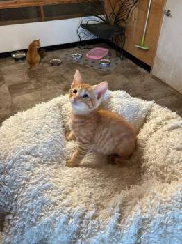Tabby Cats Available for Adoption in Jurupa Valley, California - Featherington  | PetCurious